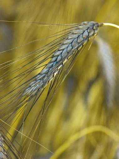 Emmer plant