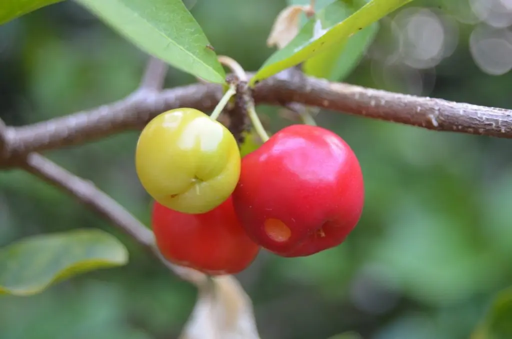 Acerola cherries
