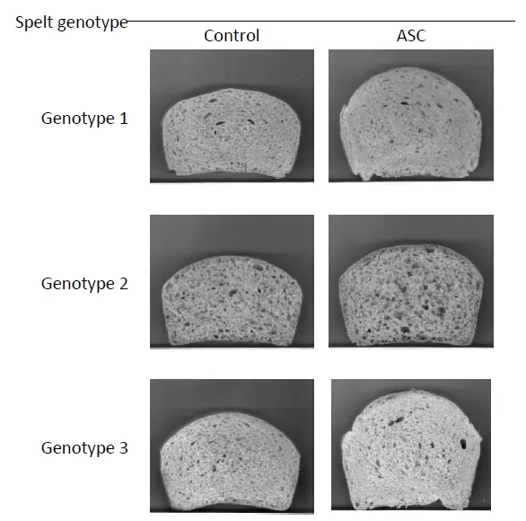 Effect of Vitamin C on the crumb and loaf volume