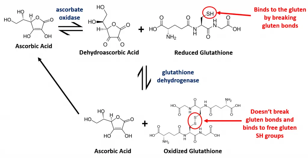 Reaction mechanism for ascorbic acid in bread dough