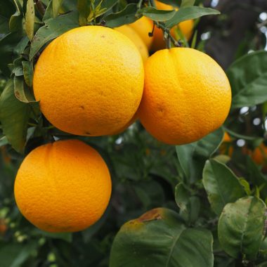 Oranges are rich in Vitamin C