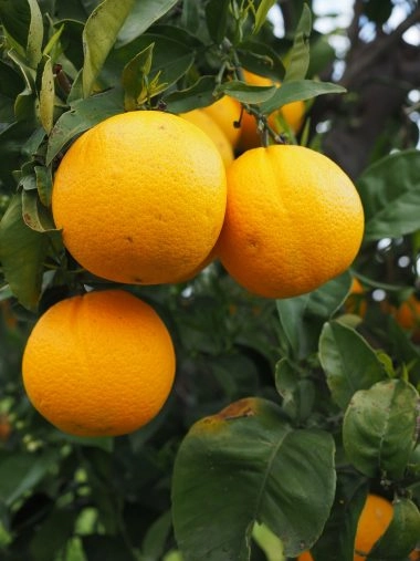 Oranges are rich in Vitamin C