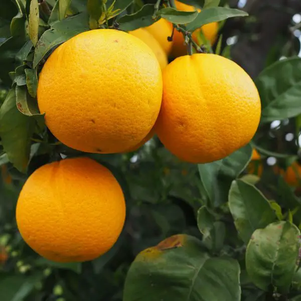 Oranges are rich in Vitamin C