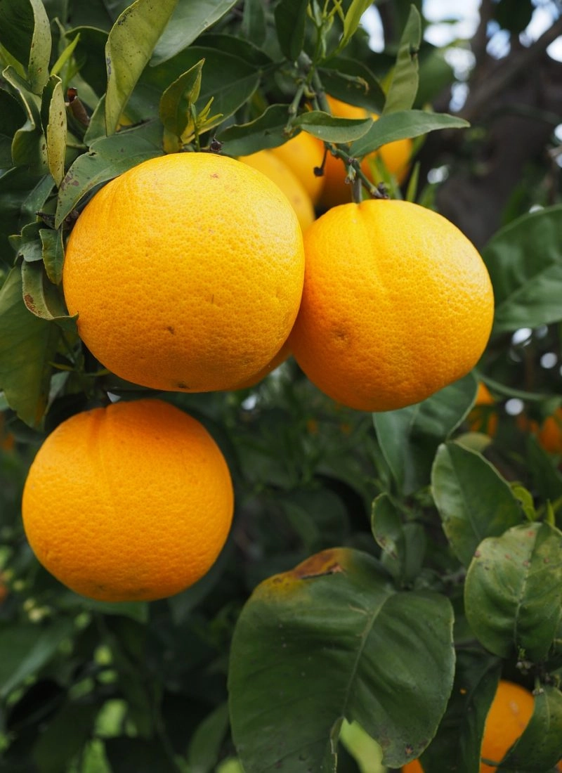 Oranges are rich in Vitamin C