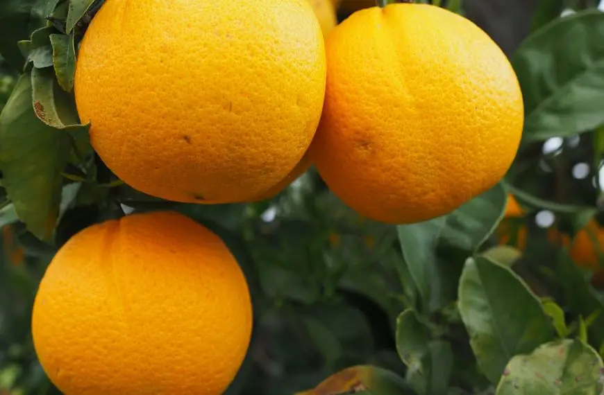 Oranges are rich in Vitamin C