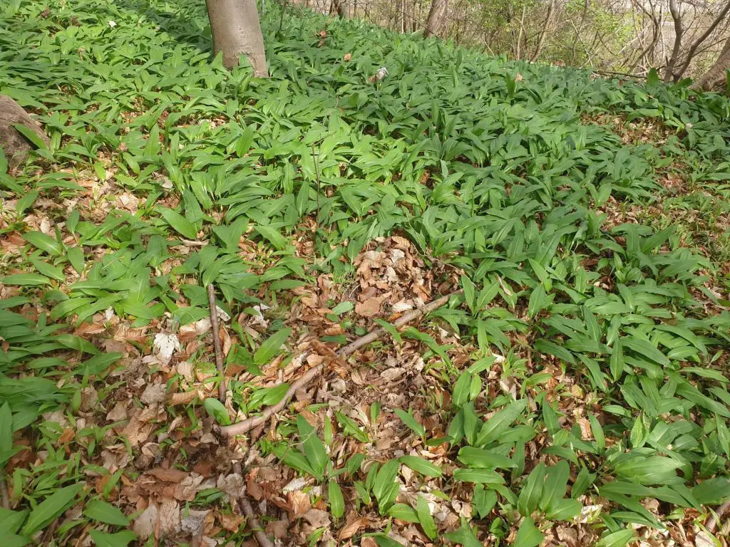 wild garlic in the forest