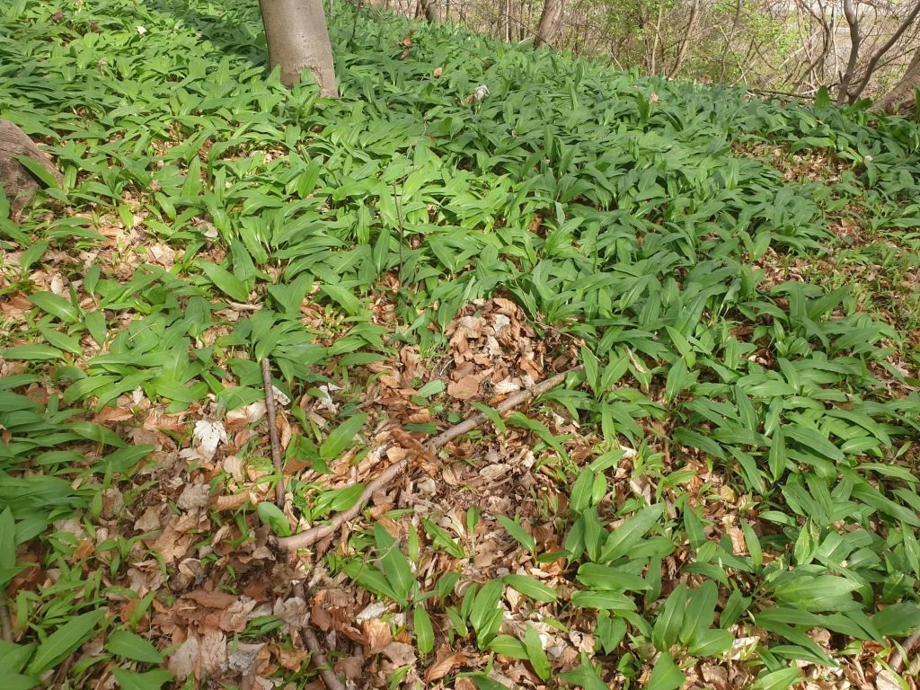 wild garlic in the forest