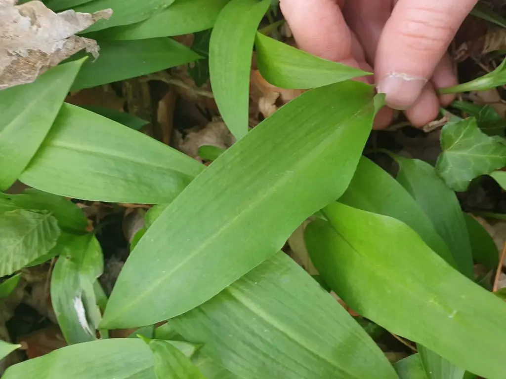 wild garlic leaf
