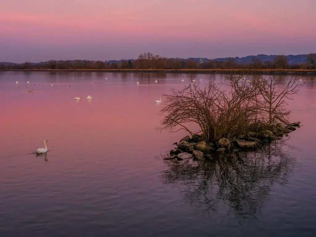 Swan lake in Southern Bavaria at sunset